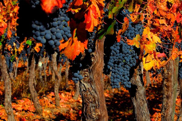 colchagua-2