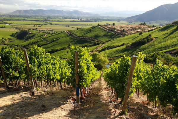 colchagua-3