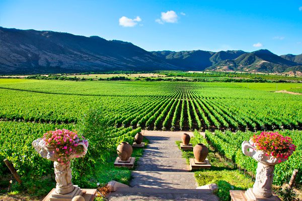 ruta-del-vino-colchagua-2