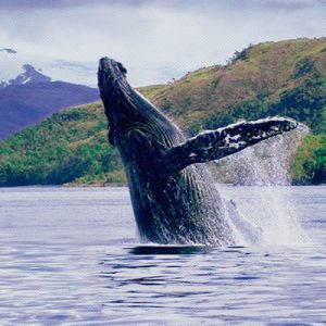 Tour Full Day Avistamiento Ballenas, Pingüinos y Glaciar Helado