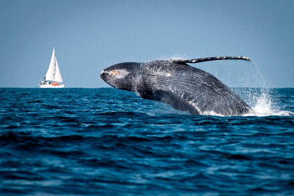 avistamiento-de-ballenas-2
