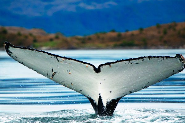 avistamiento-de-ballenas-3