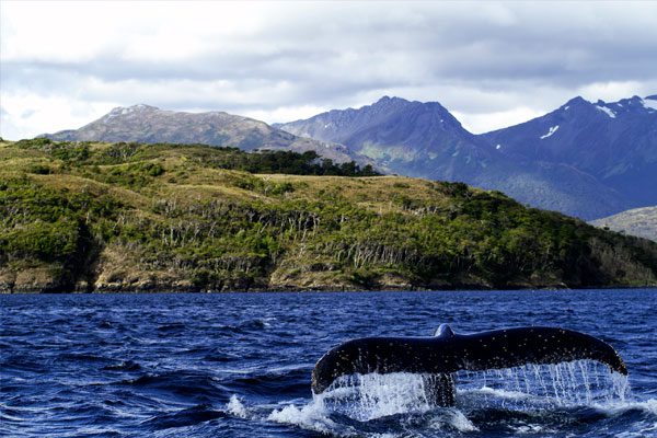 avistamiento-de-ballenas-4