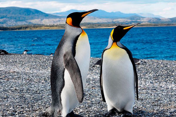 pinguino-rey-2