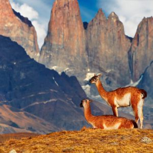 Pago servicio Destino Chile 1